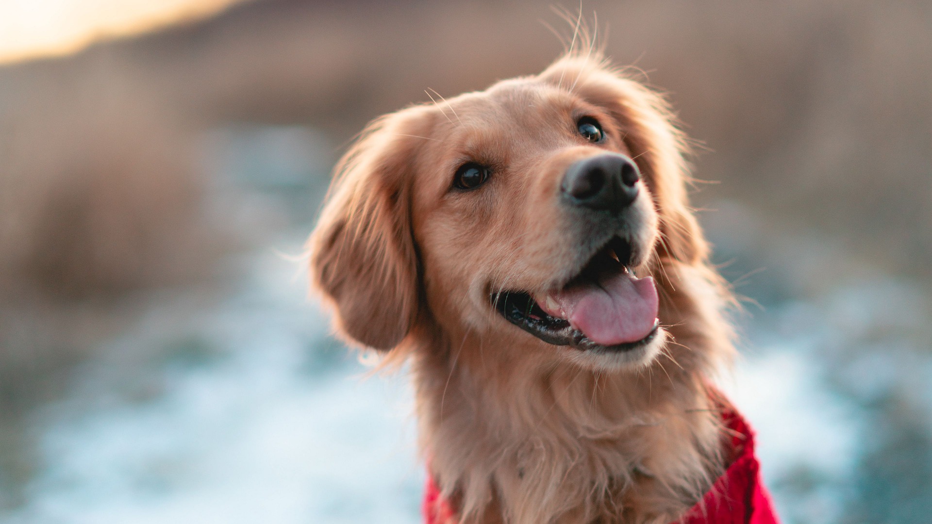 Bilden visar en glad hund. Välj en expert på kloklippning i Stockholm när du ska klippa klorna på din hund.